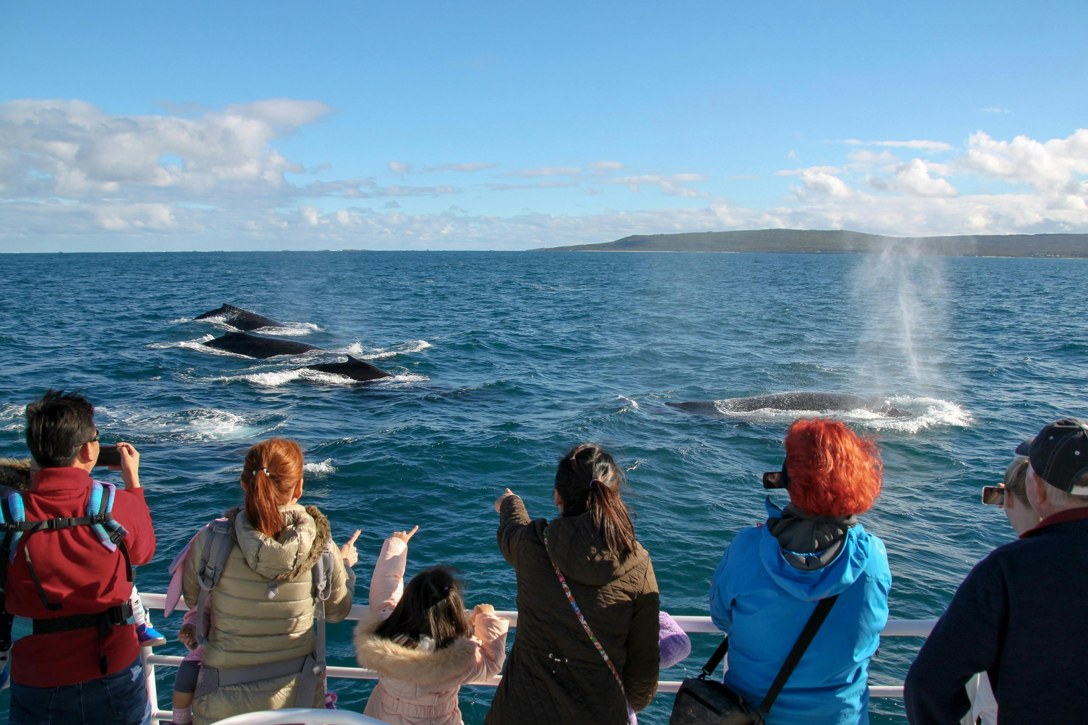 A group of people on a boat observing whales surfacing and spouting water in the ocean under a sunny sky.