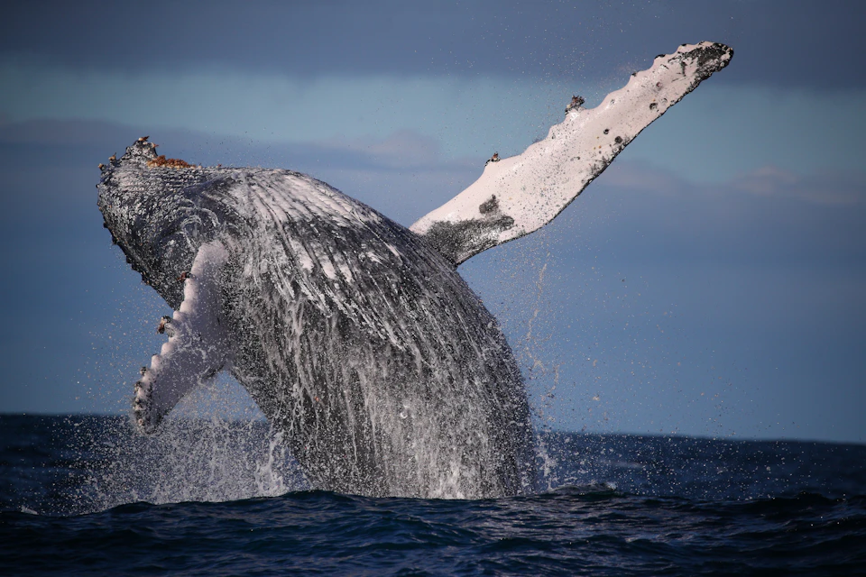 Express Whale Watching