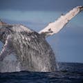 Osservazione delle balene express