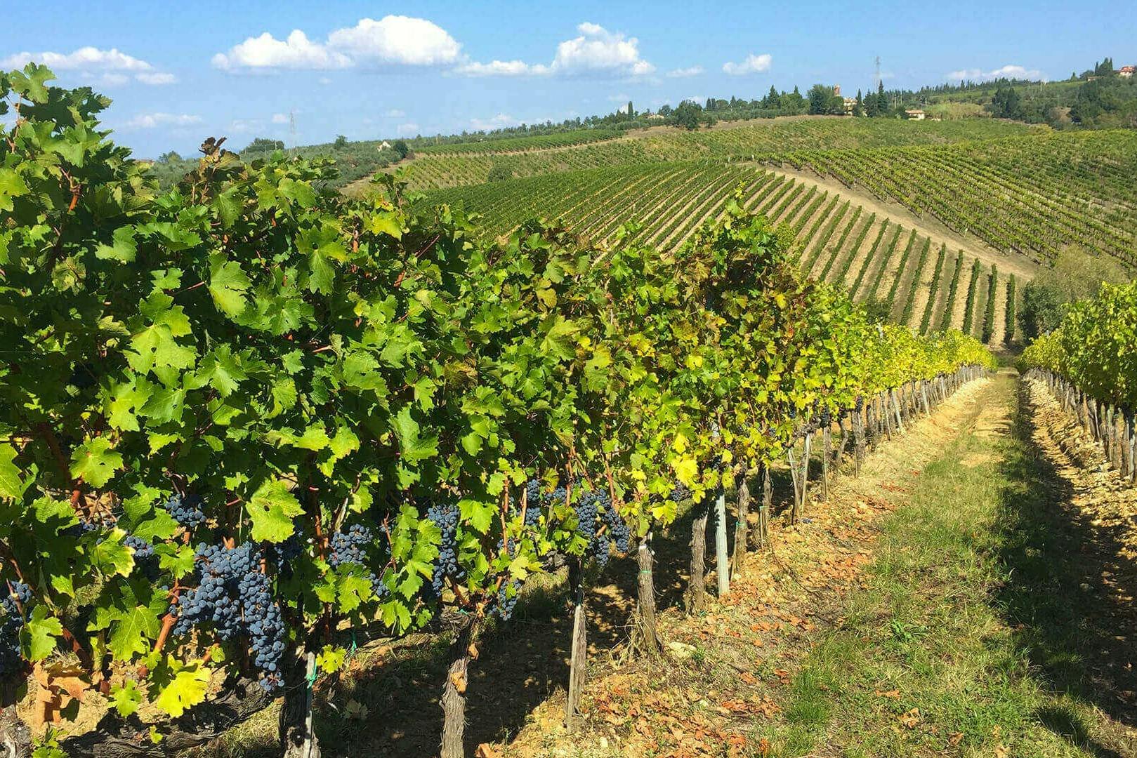 Chianti: Tour privato con Fiat 500 d'epoca + trasferimenti + degustazione di vini — 5