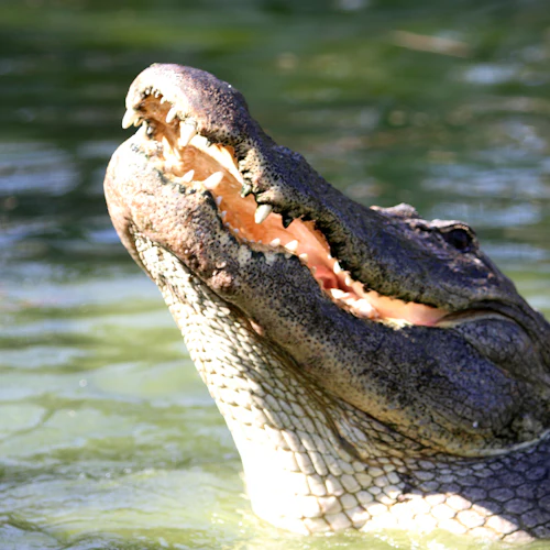 Gatorland Orlando: tirolesa Screamin' Gator - Photo 8