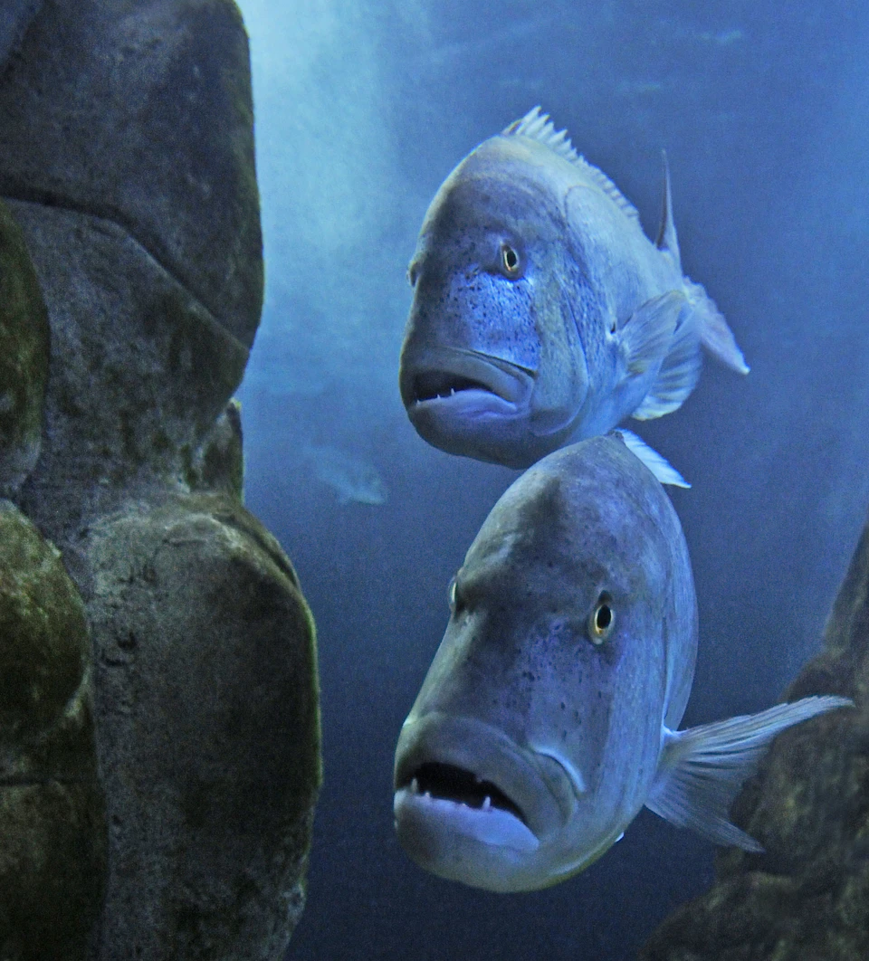 Two large fish swim in a blue underwater environment between rocky structures.