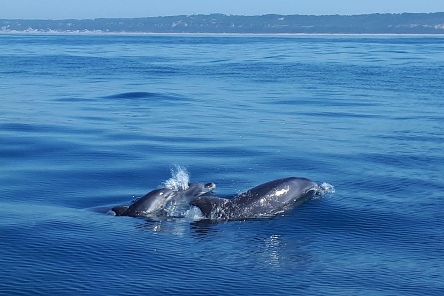 海の中のイルカRed dolphin in the sea