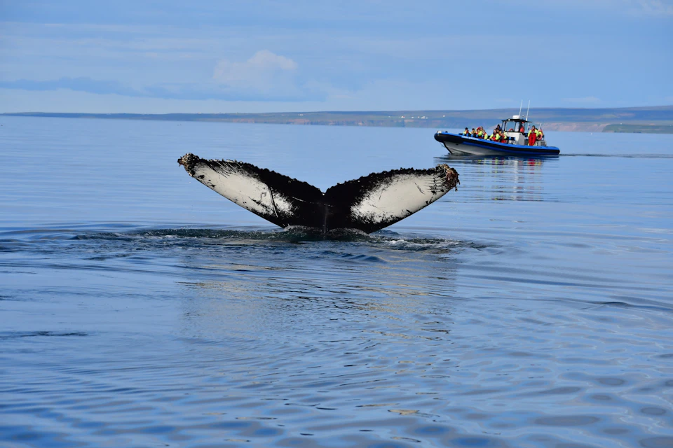 A whale's tail above the water surface with a boat carrying people in the background on a calm sea.