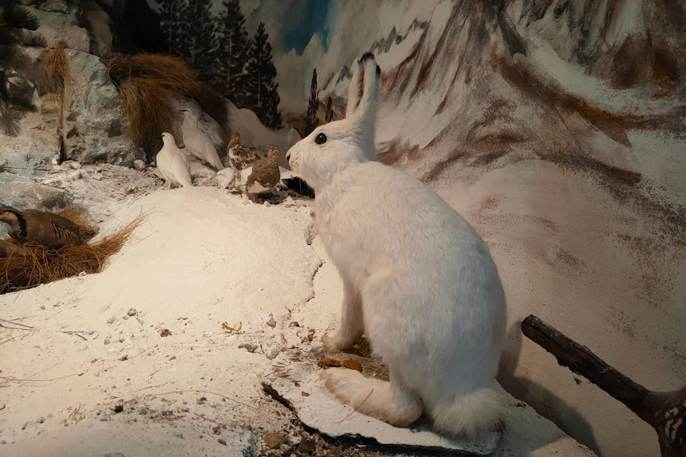 The diorama in the "Alpine Fauna" room