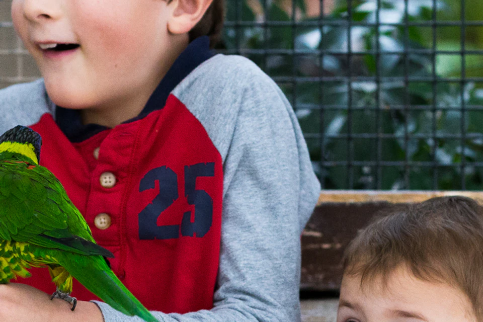Two children excitedly hold colorful parrots in an enclosed area with a mesh fence and greenery in the background.