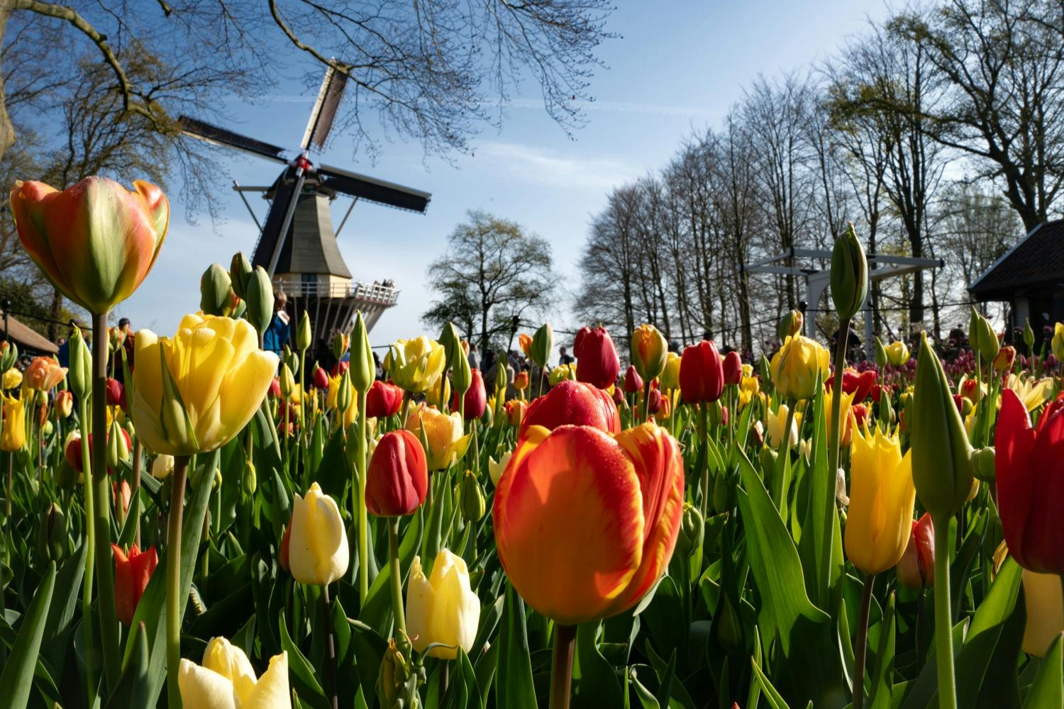 A field of colorful tulips with a windmill and trees in the background under a clear blue sky.