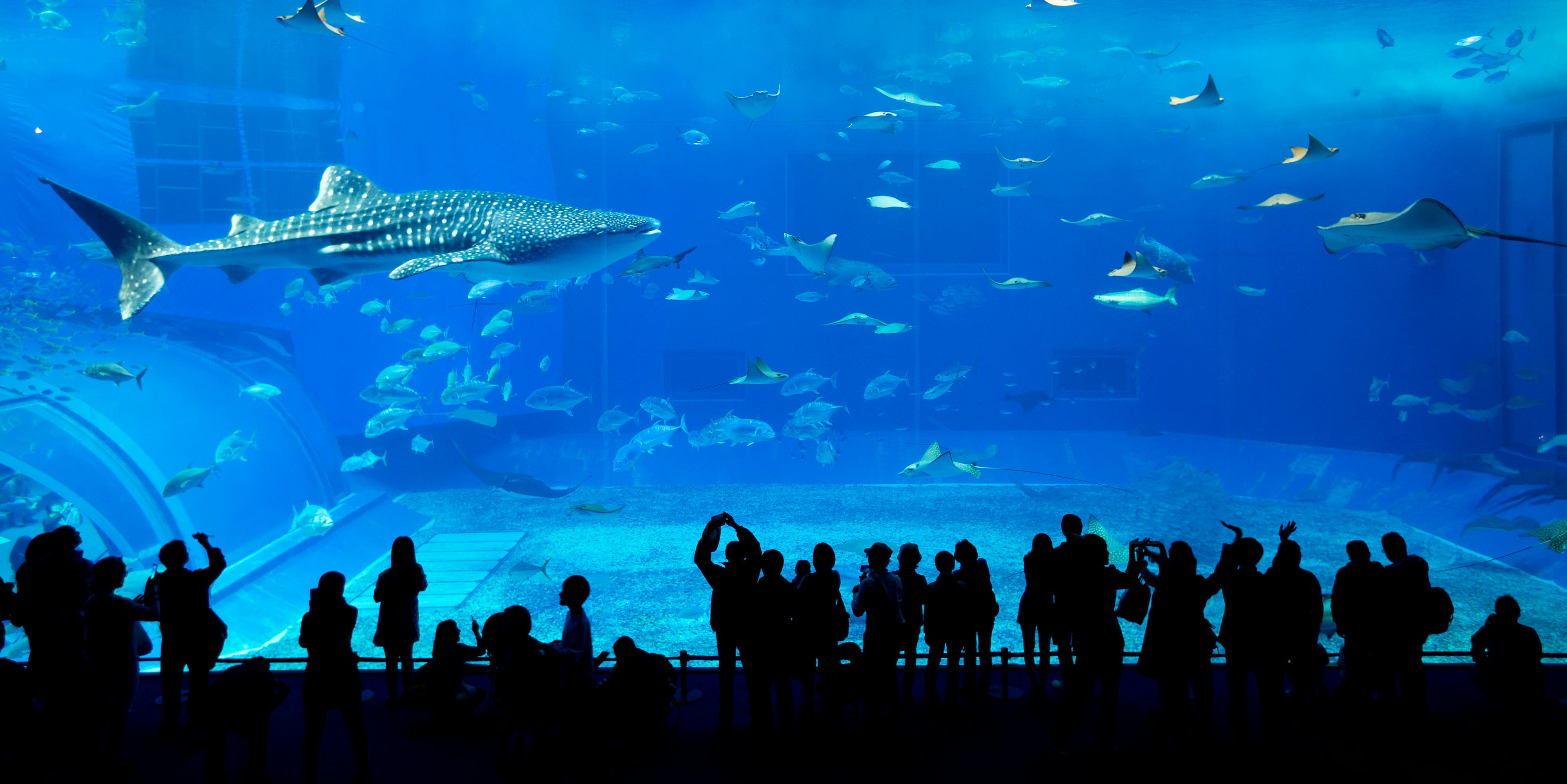 Dubai Aquarium & Underwater Zoo - Book Online | Tiqets