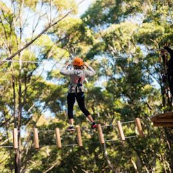 Coffs Harbour: Treetops Adventure 4