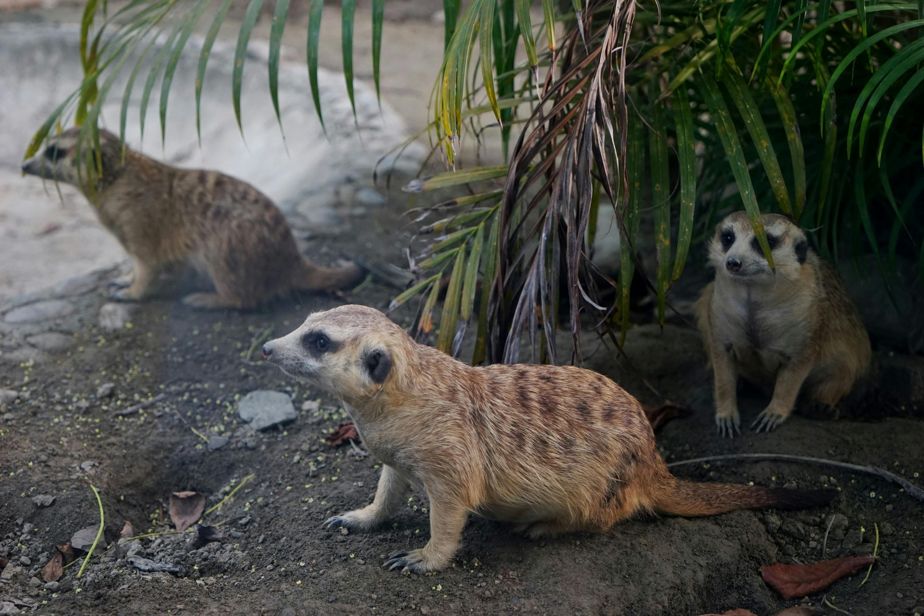 Three meerkats are on the ground near some vegetation, with one in the center of the image looking attentively to the side.