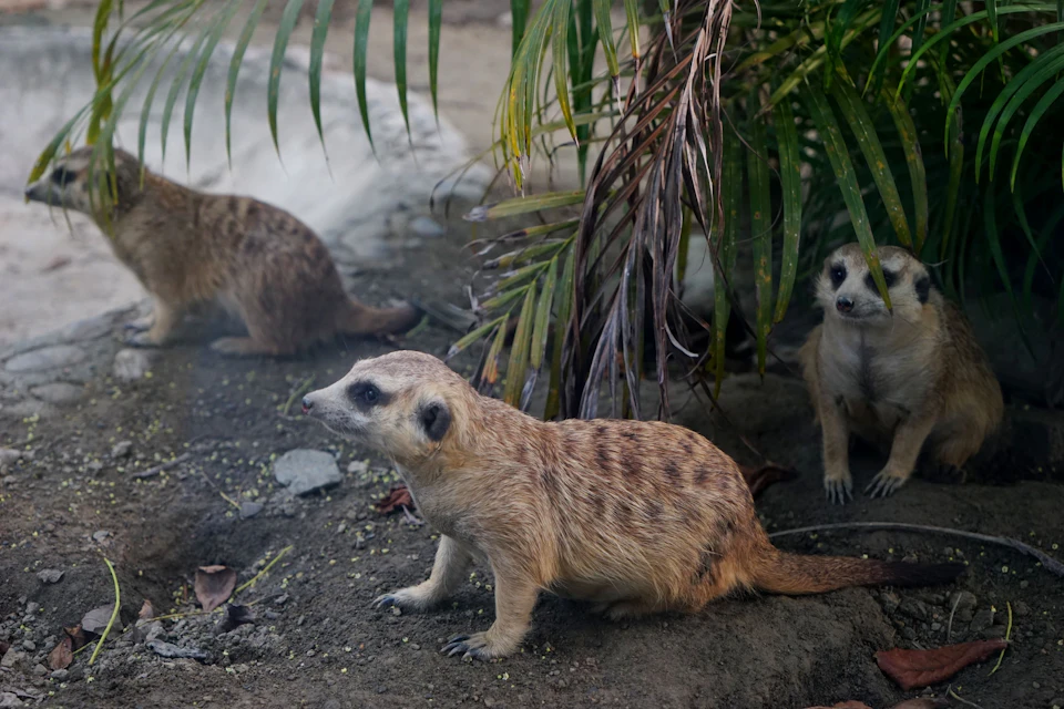 Three meerkats on the ground near tropical plants, with one at the center, one in the background, and one to the right.