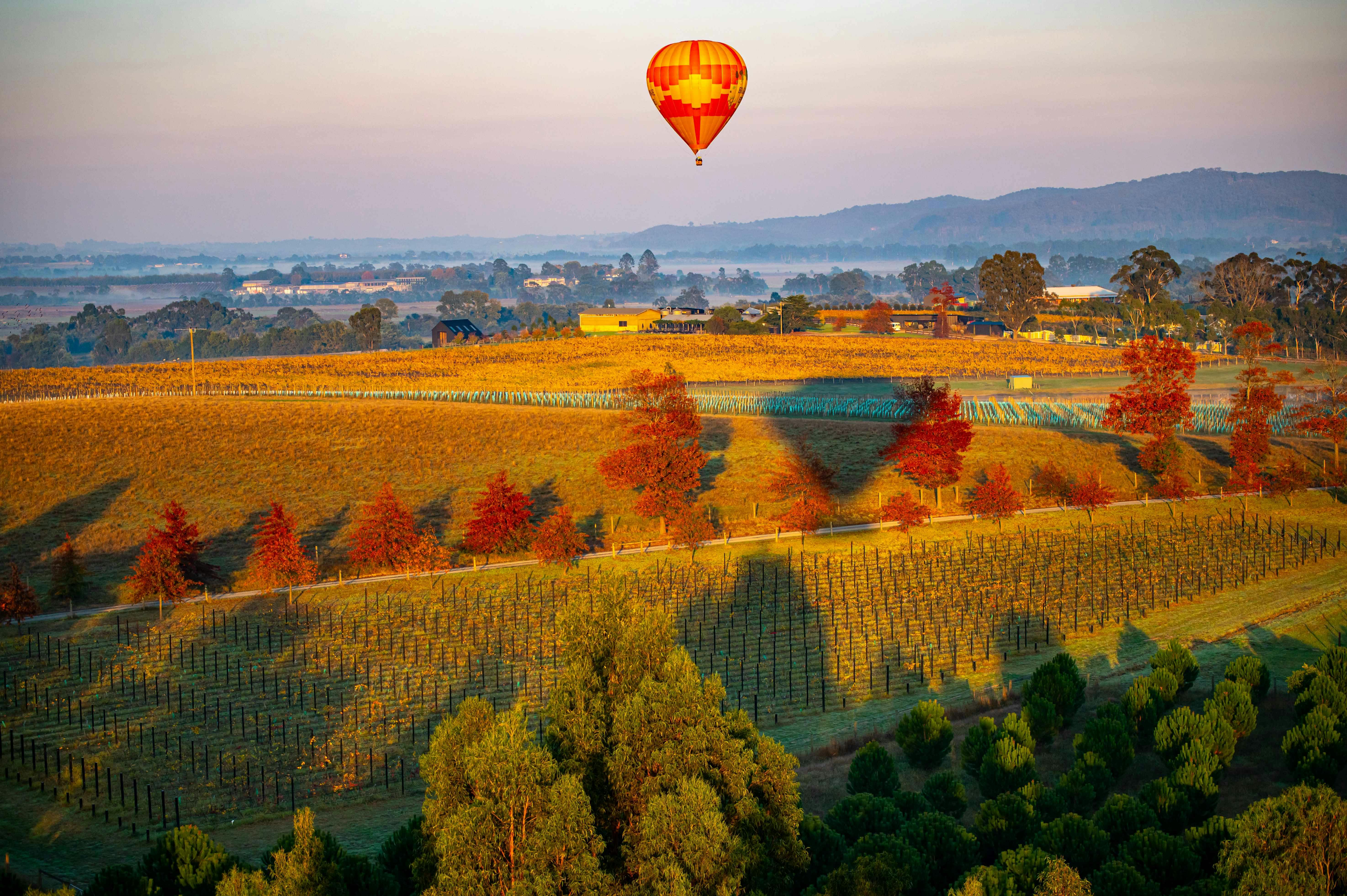 A hot air balloon floats over a vineyard at sunrise, casting shadows on the autumn-colored landscape below.