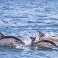 观赏塔霍河上的一群普通海豚