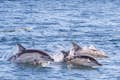 观赏塔霍河上的一群普通海豚