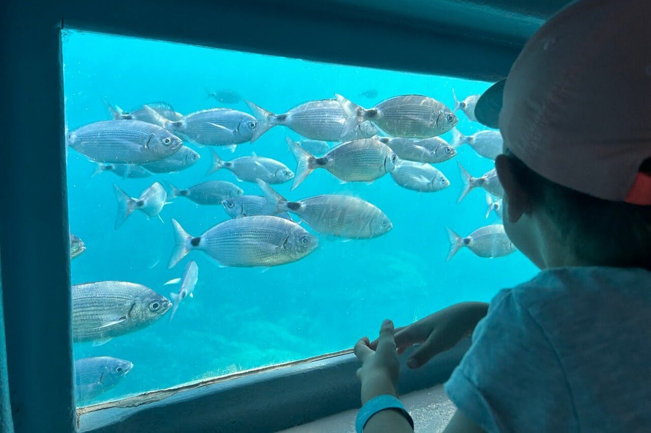 Un enfant observe, à travers une vitre sous-marine, un banc de poissons argentés nageant dans une eau bleue et limpide.
