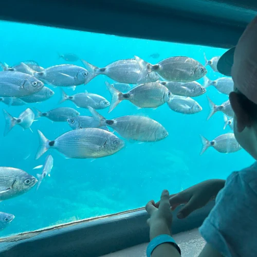 Cap Norfeu: 2-Hr Glass Bottom Boat Trip from Roses or Santa Margarita - Photo 3