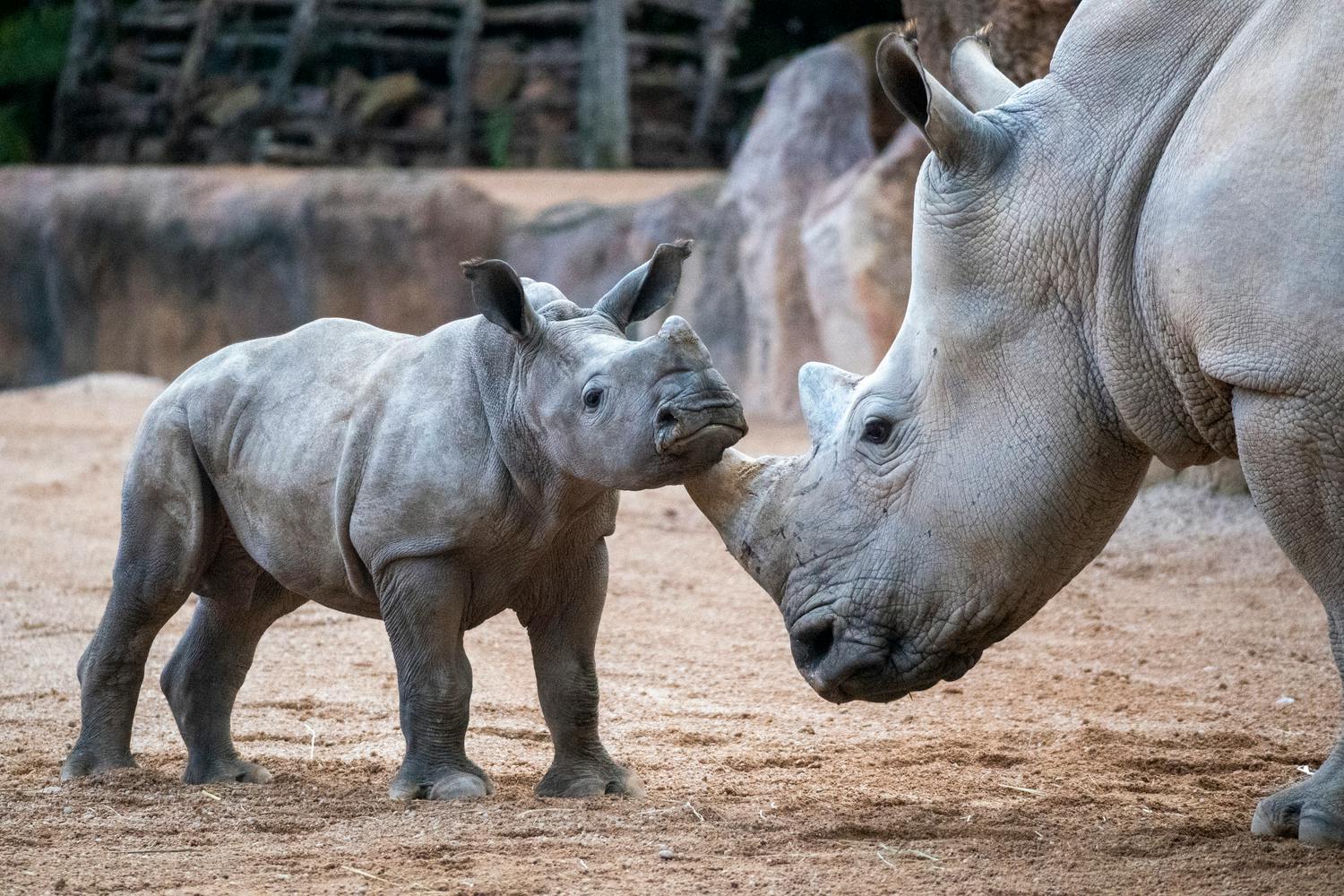 A young rhinoceros nuzzles an adult rhinoceros in an outdoor enclosure with a naturalistic background.