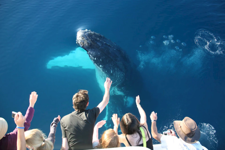A group of people leaning over a boat, reaching towards a surfacing whale in clear blue water.