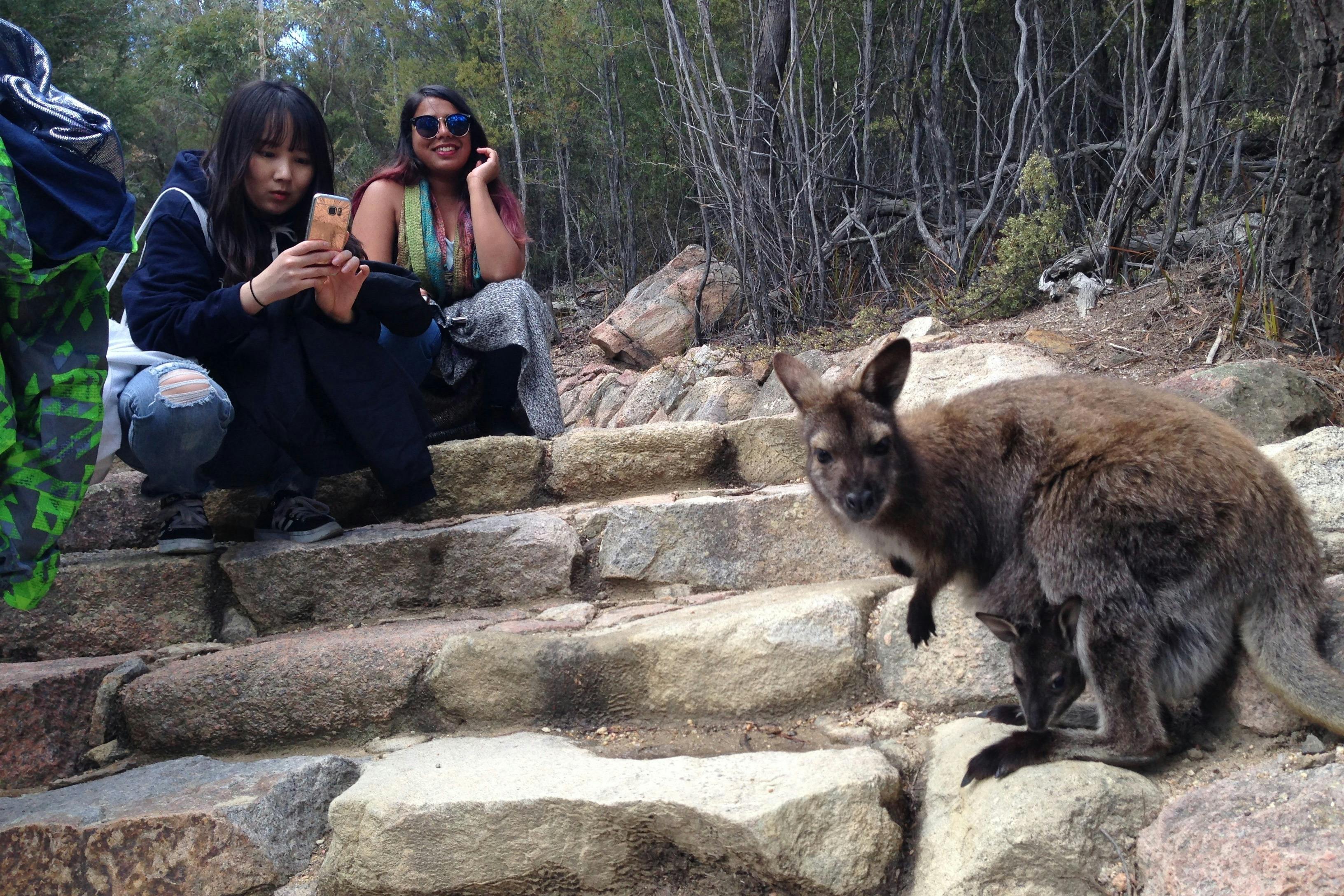 La faune locale du parc national de Freycinet
