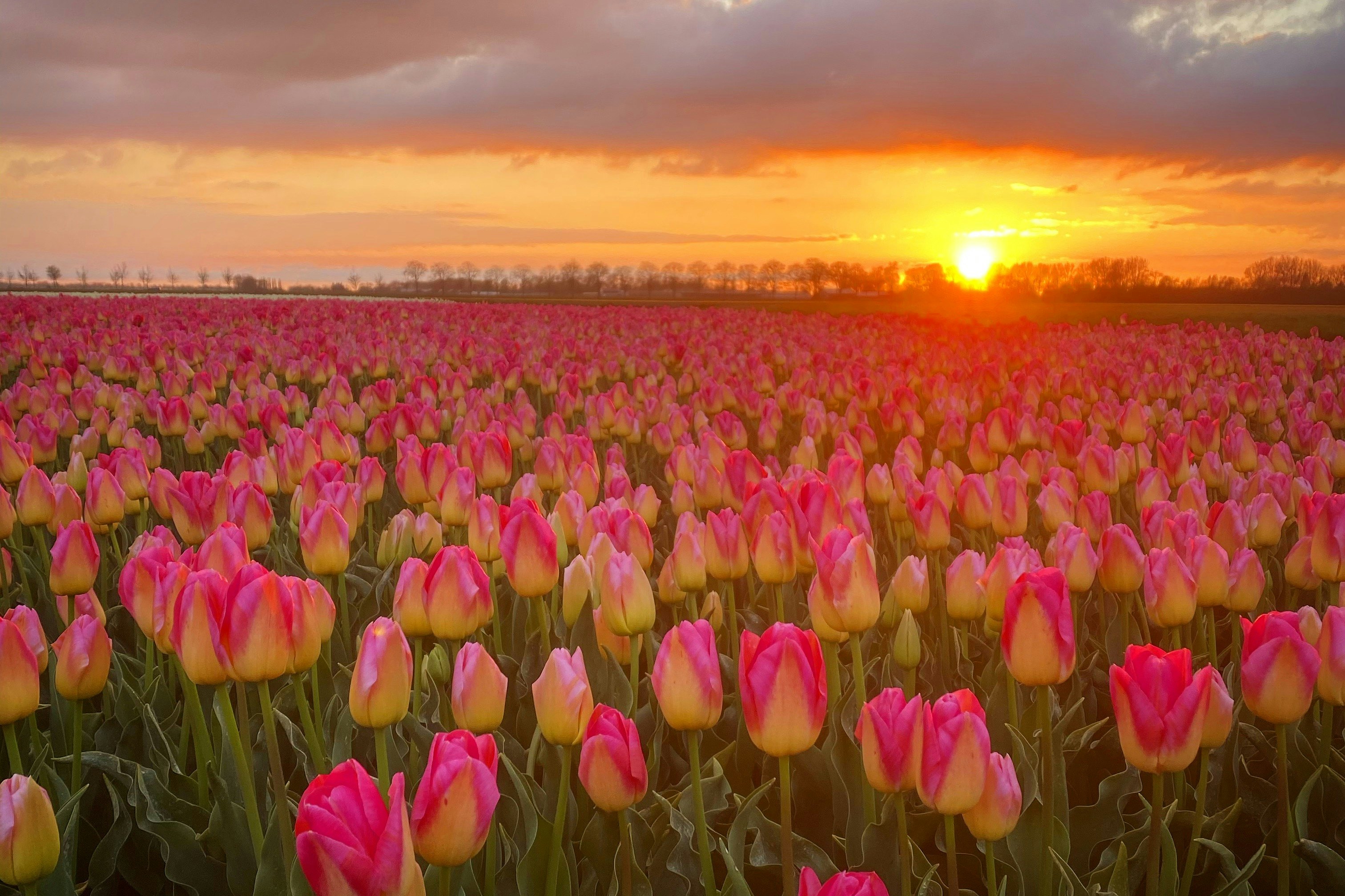 Amesterdão: Visita guiada às Tulipas + Jantar