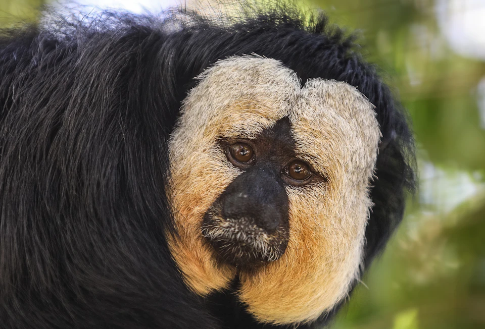Close-up of a monkey with a black face, thick white fur around the head, and large brown eyes, set against a blurred natural background.