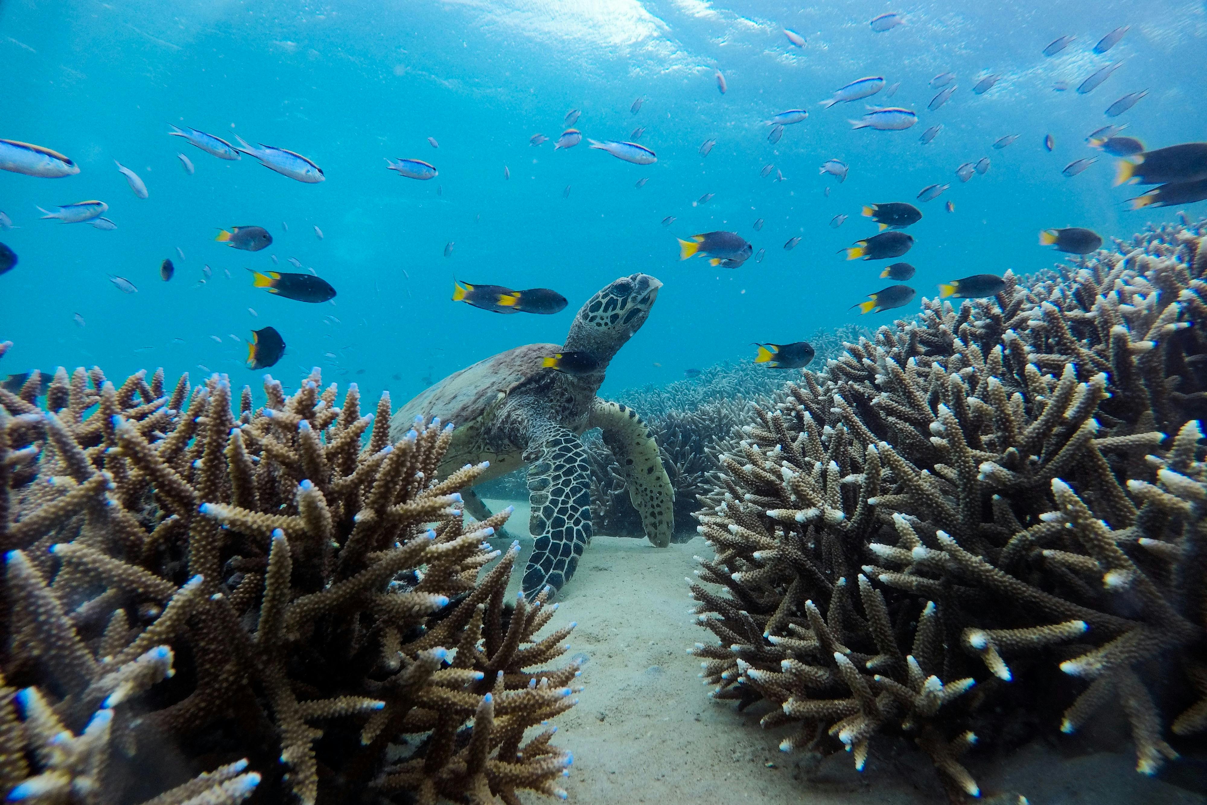 Spotstrålar och sköldpaddor som navigerar i de friska korallträdgårdarna på Great Keppel Island.