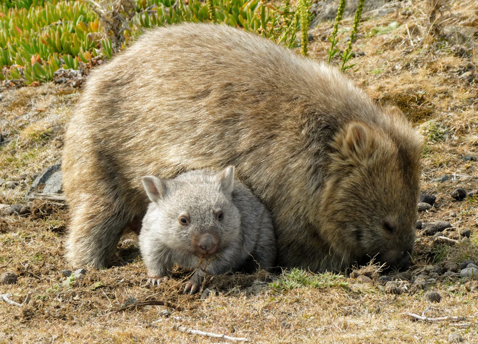 A wombat and its baby on a grassy area with greenery in the background.