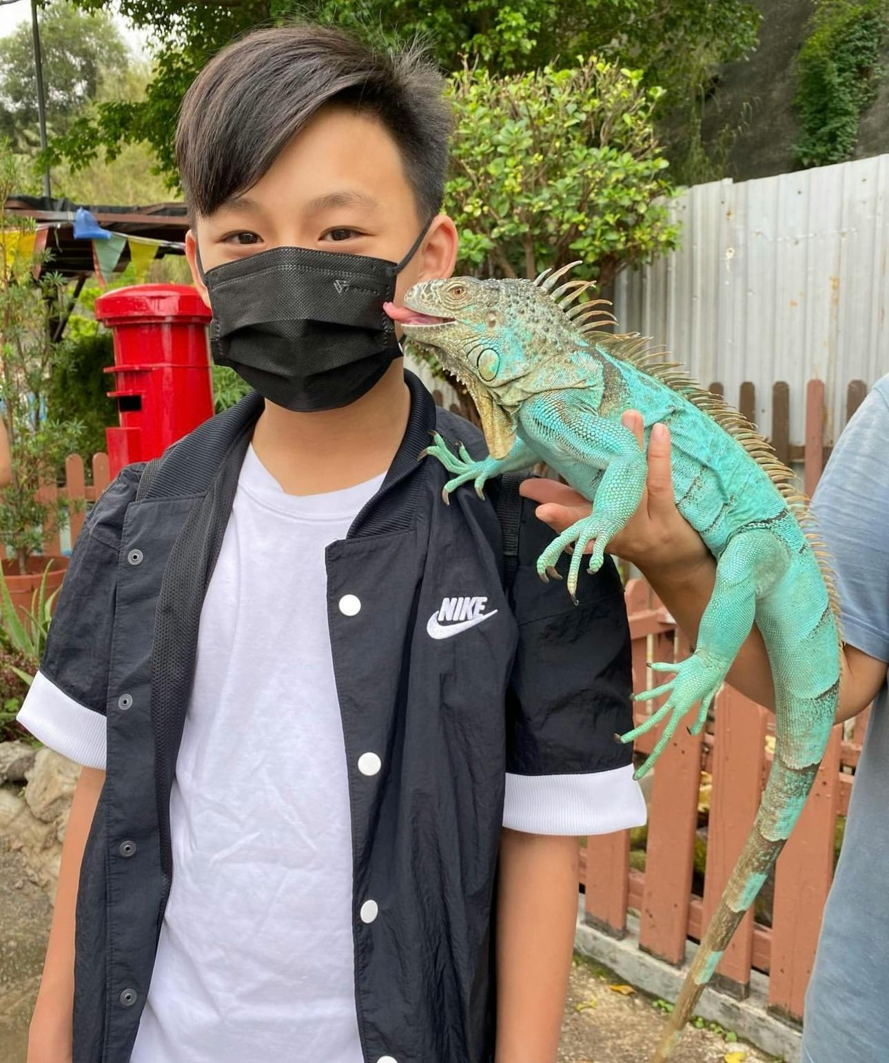 A person wearing a mask holds a green iguana outdoors near a wooden fence and trees.
