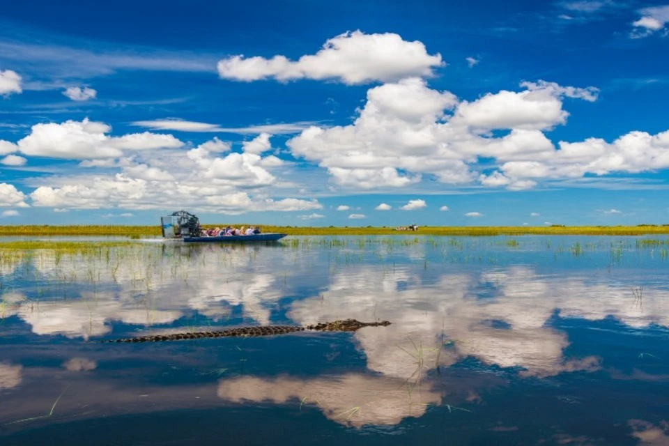 An alligator and boat in the Florida everglades