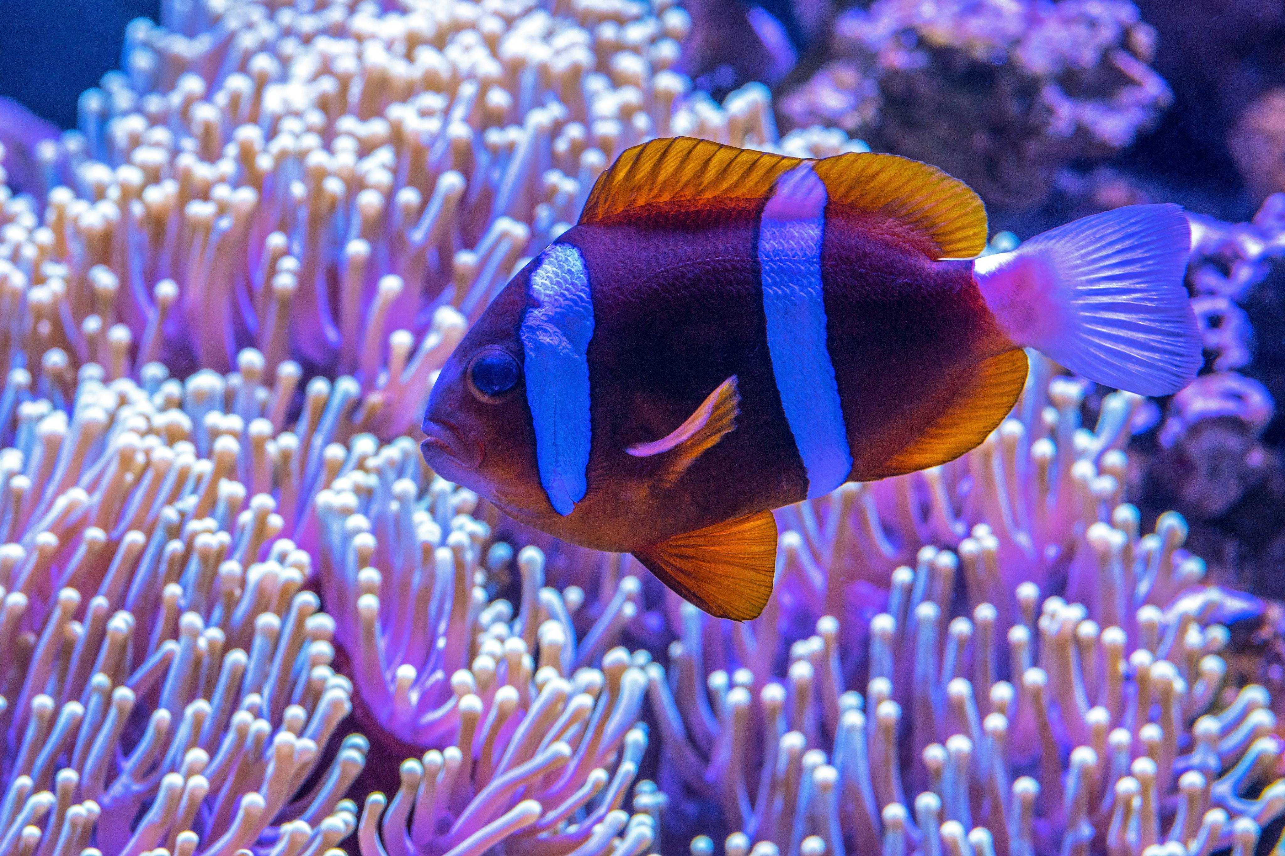 水中の鮮やかな紫色のイソギンチャクの近くを泳ぐピエロの魚。