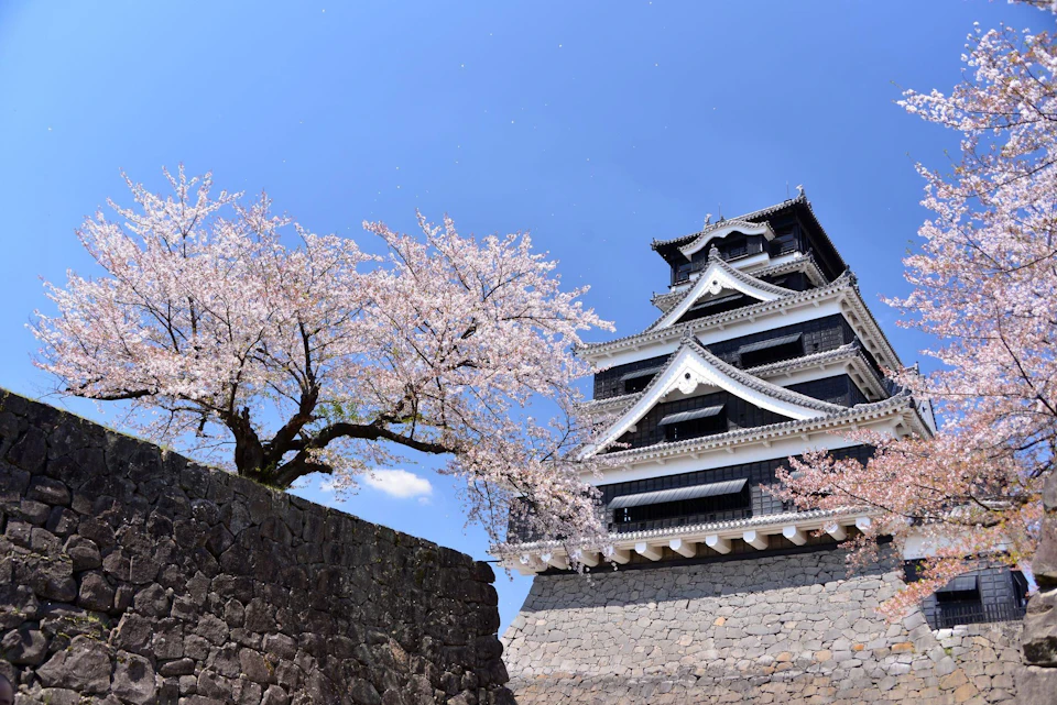 A traditional Japanese castle with black and white exterior next to blooming cherry blossom trees under a clear blue sky.