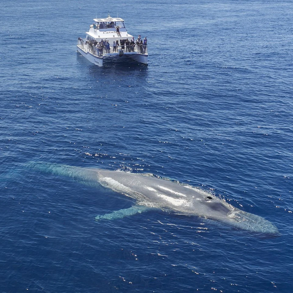 People on a boat watch a large whale swimming just below the surface of the clear blue ocean.