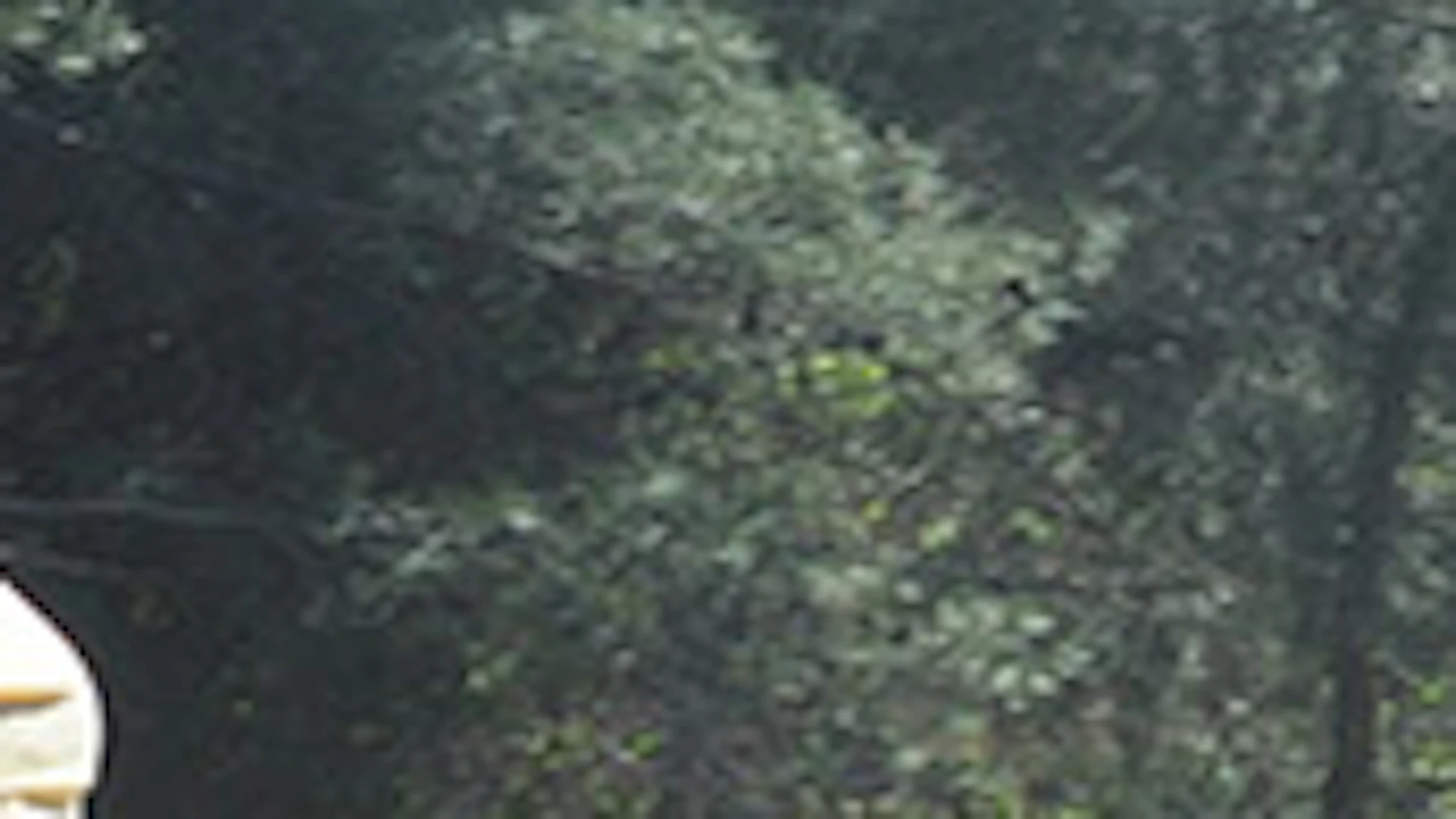 Two people ride all-terrain vehicles on a dirt path through a wooded area; one wears a yellow shirt, the other wears dark clothing.