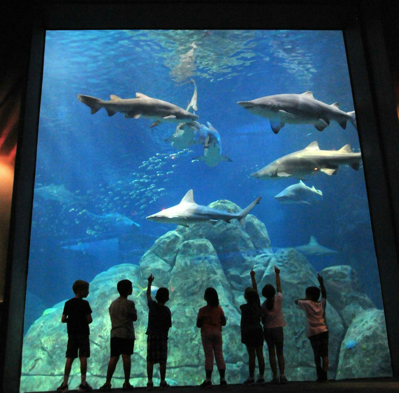 アドベンチャー水族館のチケット Tiqets