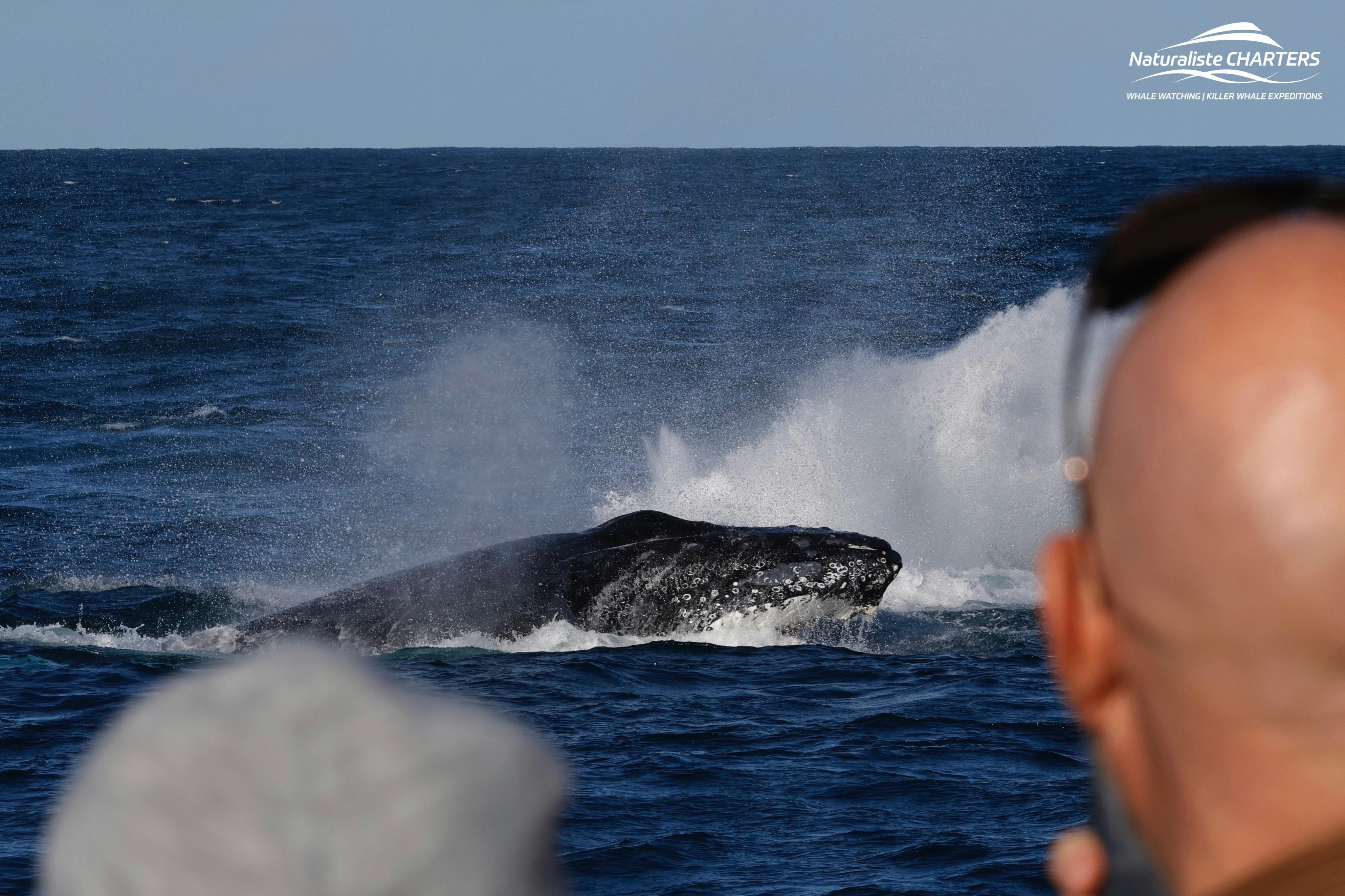 Les passagers se réjouissent de la visite d'une baleine à bosse