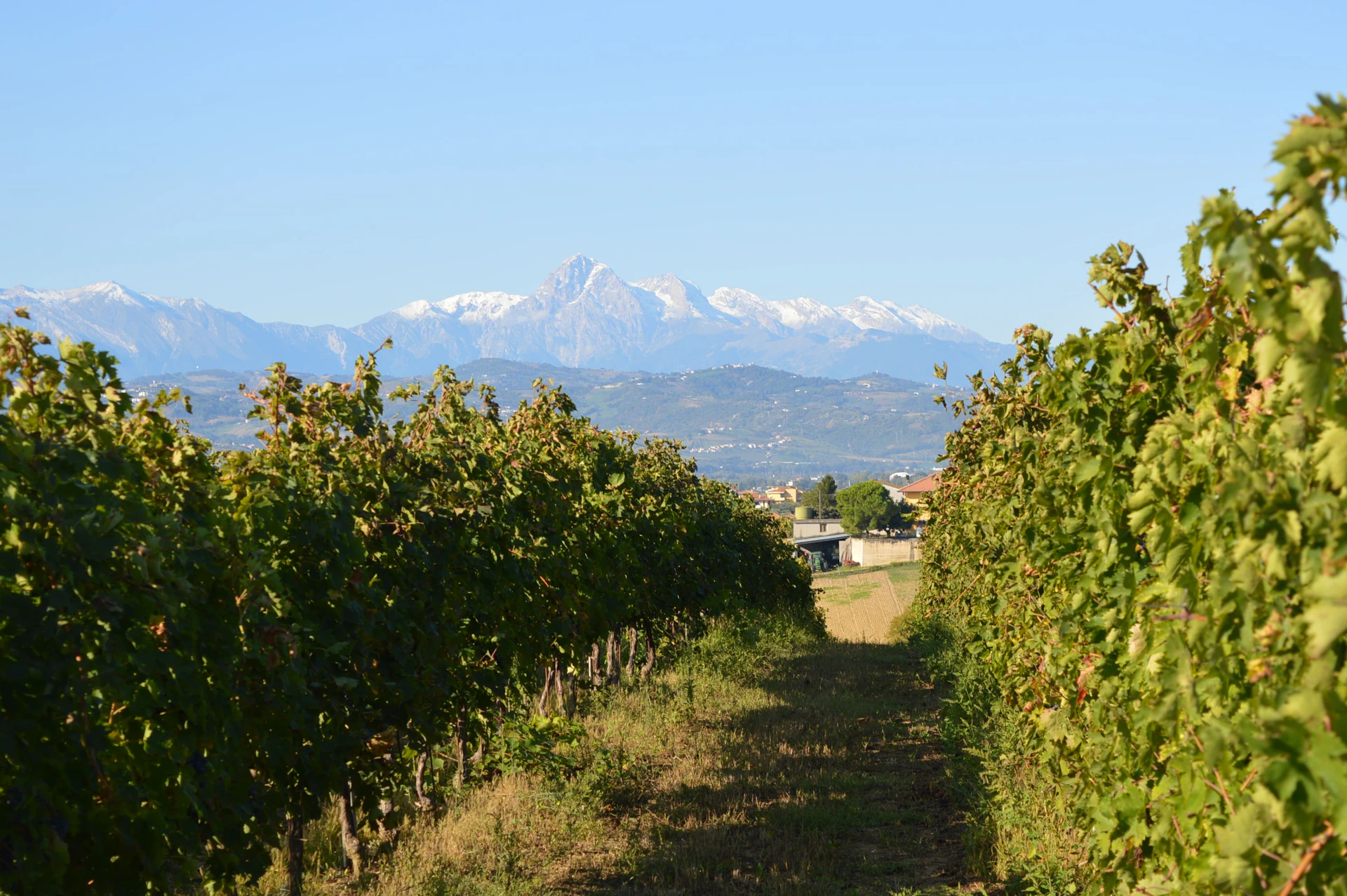 A vineyard with rows of grapevines, mountains with snow-capped peaks in the background under a clear blue sky.