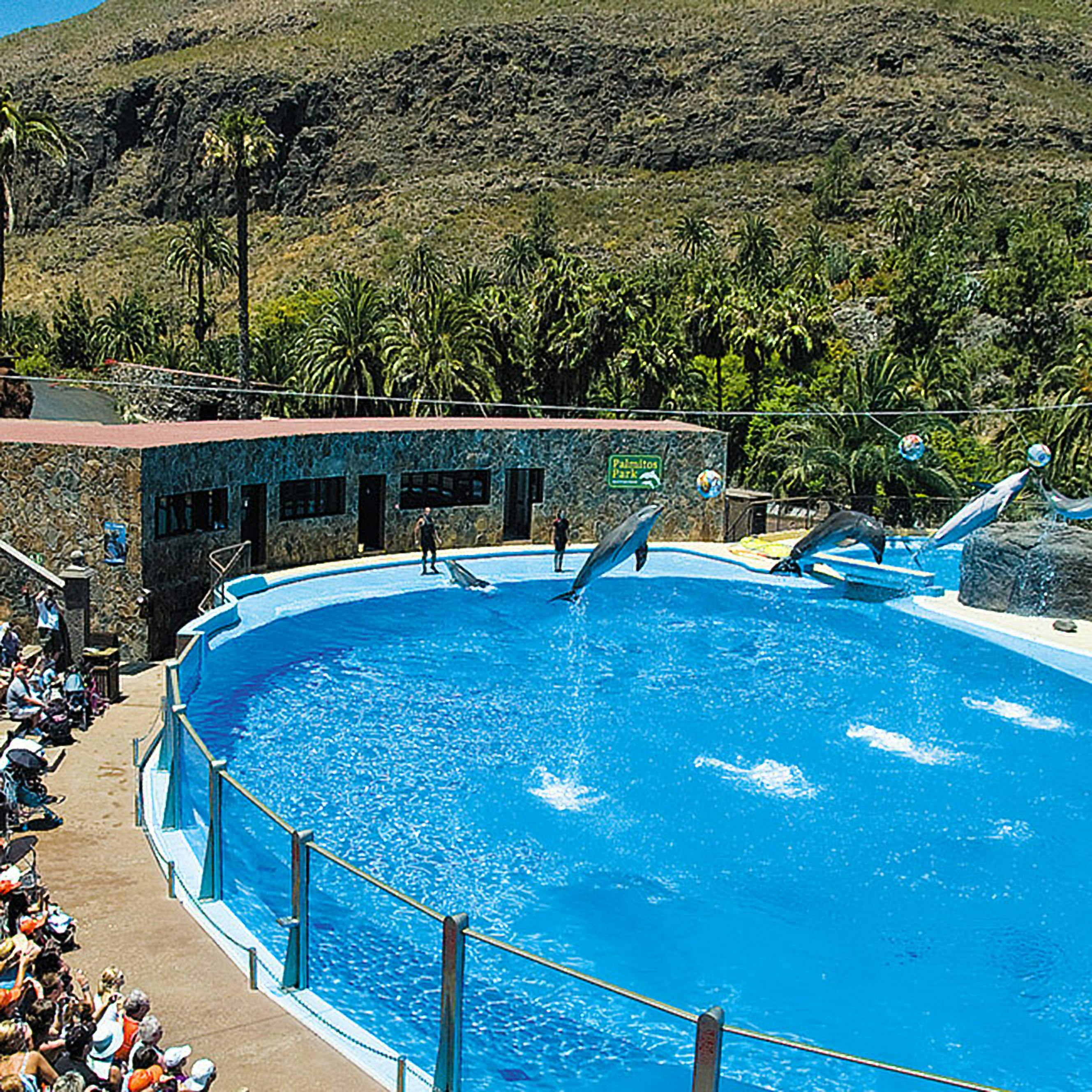 海豚在户外表演的蓝色泳池中表演特技，观众观看，背景是岩石山。