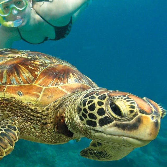A person in snorkel gear swims underwater next to a close-up of a sea turtle with a detailed shell pattern.