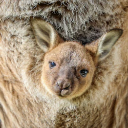 Immerse yourself in our Bungarribee Wildlife Experience.