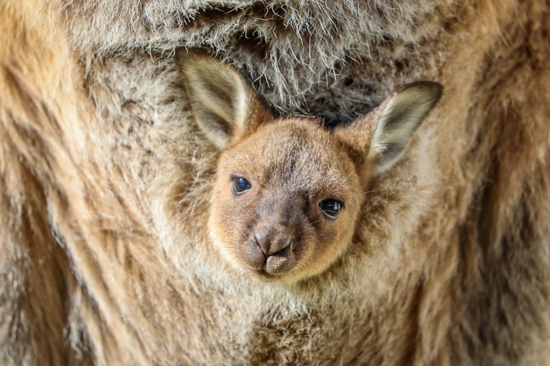Immerse yourself in our Bungarribee Wildlife Experience.