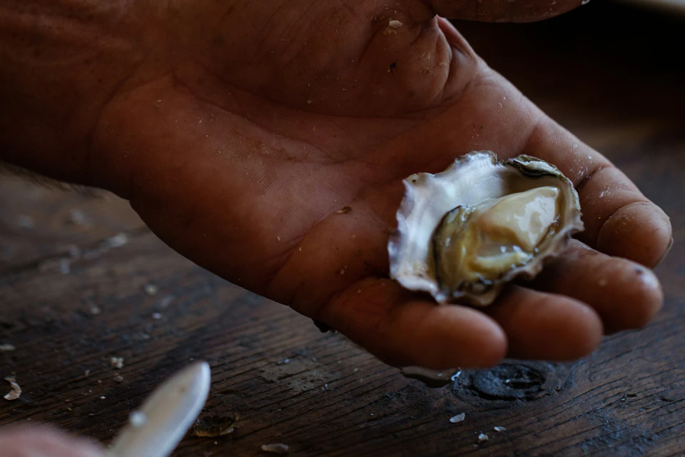 Shucked Sydney rock oyster