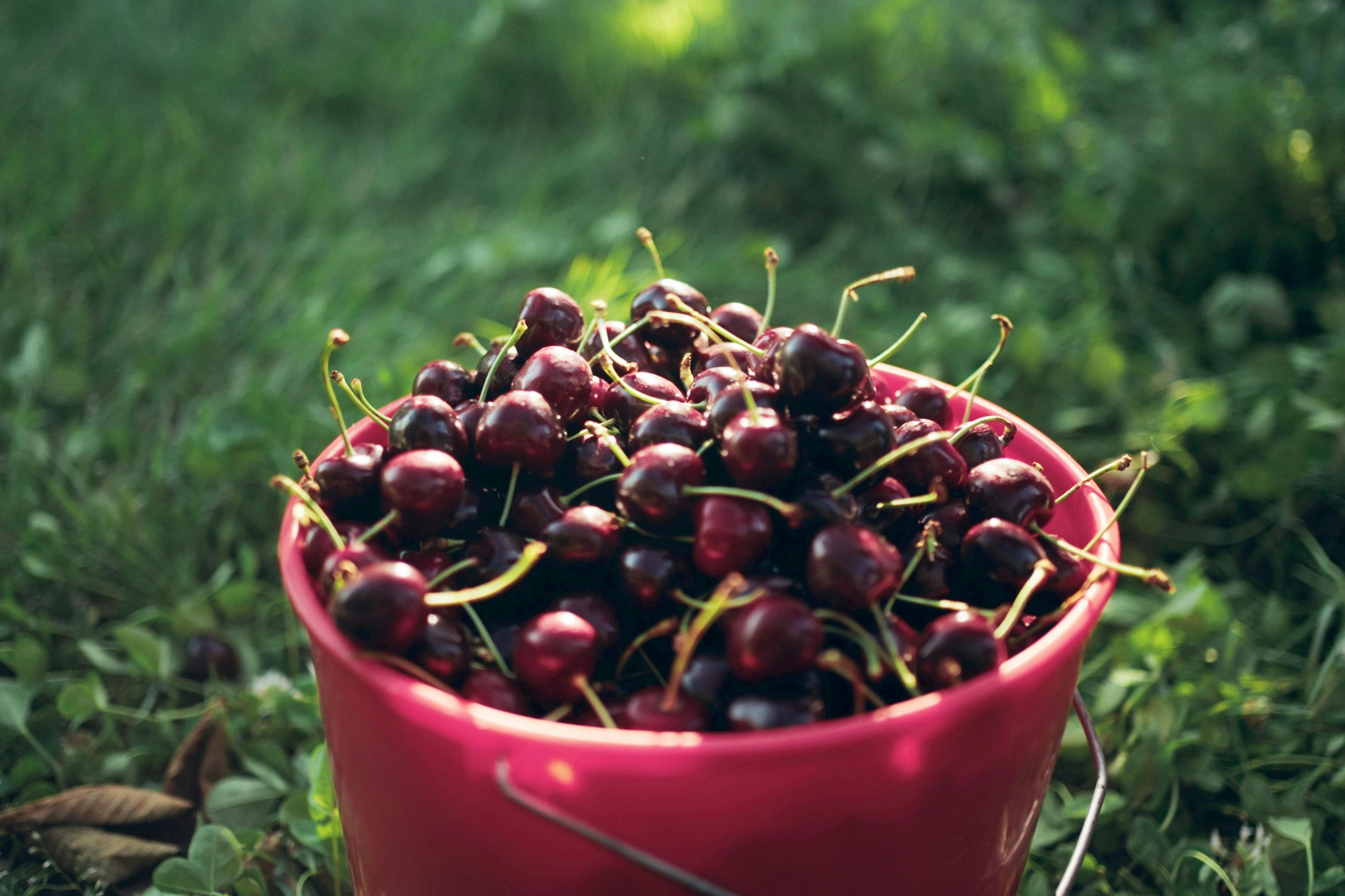 A pink bucket filled with ripe cherries, placed outdoors on grass.