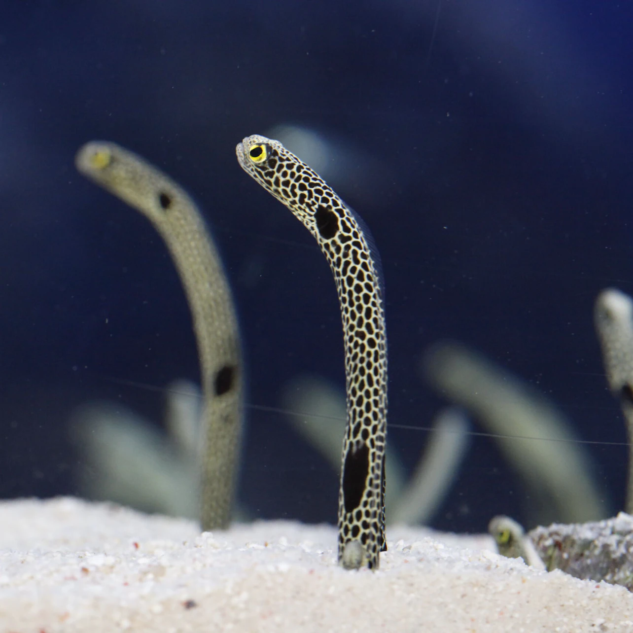 Tokyo Skytree Pass: Tokyo Skytree + Sumida Aquarium in Tokyo β Tiqets