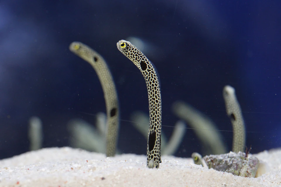 Several spotted garden eels emerging from sandy seabed against a dark, blurred underwater background.