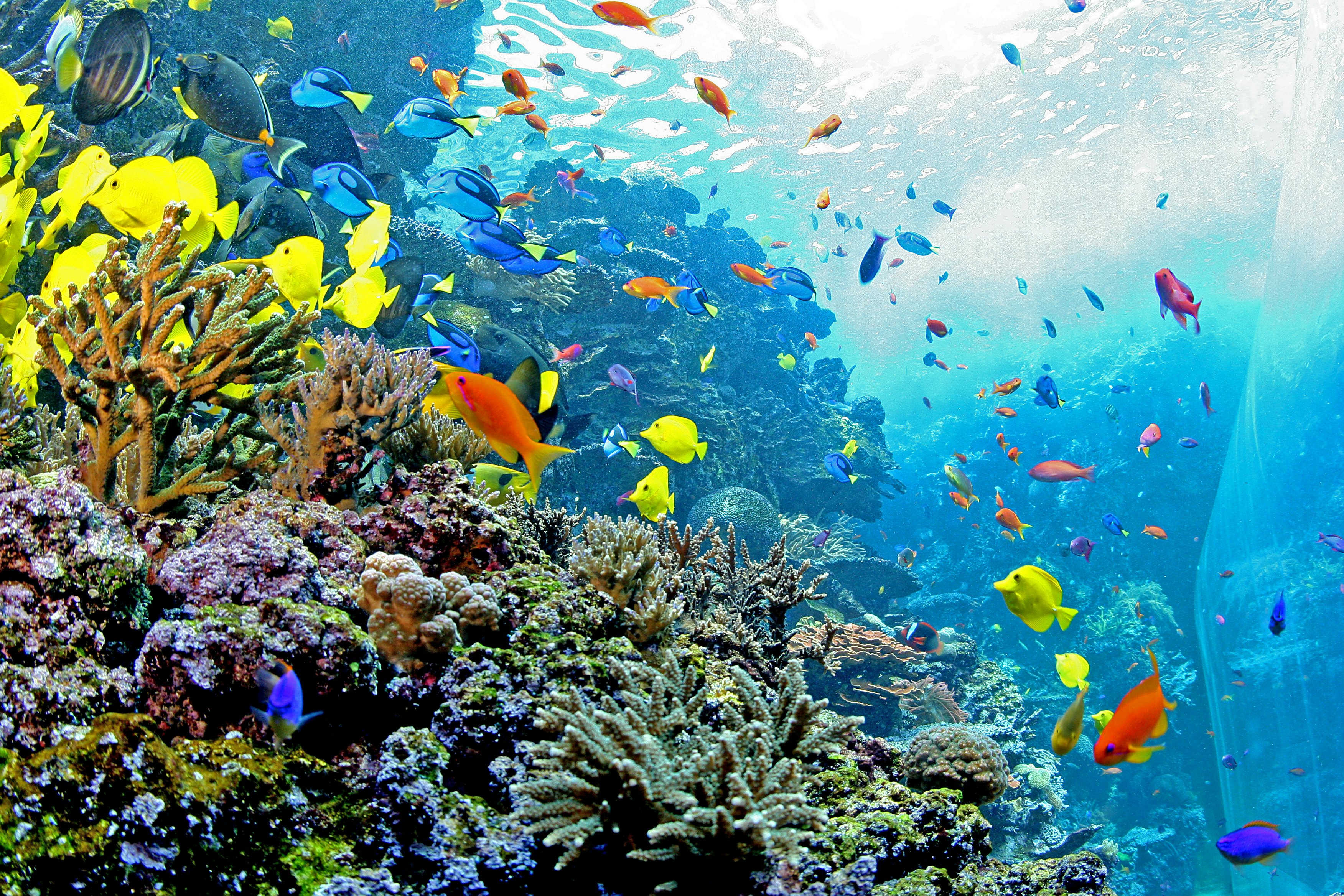 Tropical Marine Centre Acquario Lego SEA LIFE Aquarium Prices