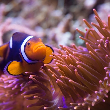 München Sea Life biljetter