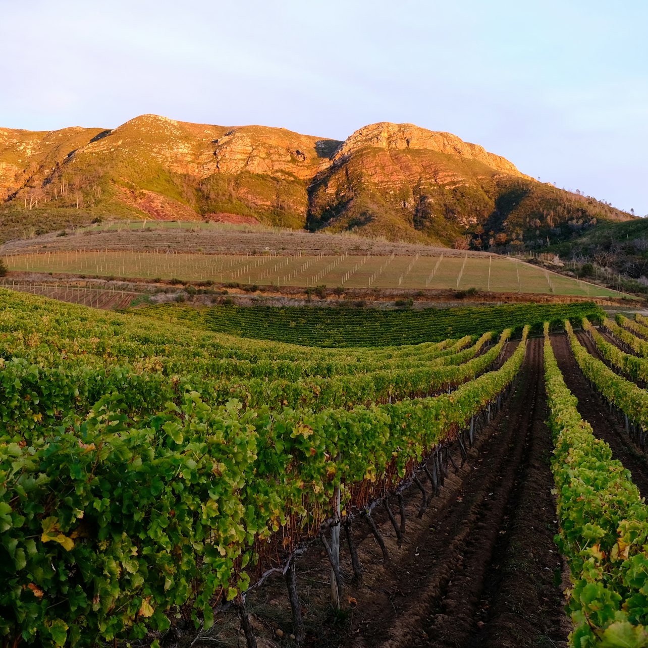 Azienda vinicola Groot Constantia - Alloggi in Città del Capo