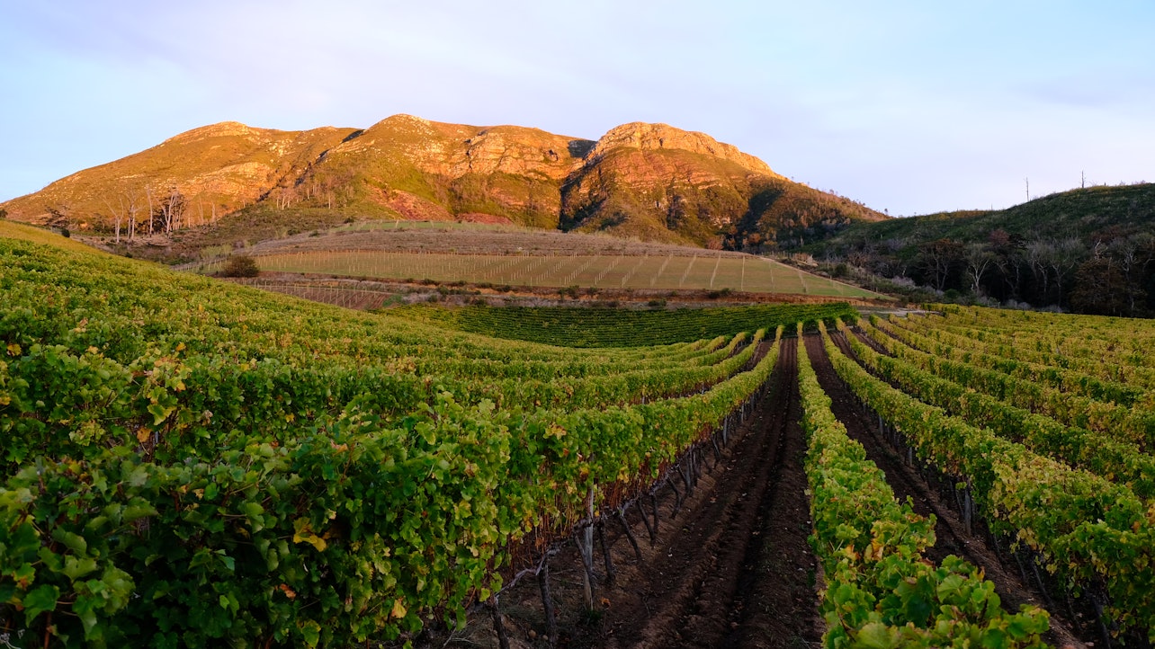 Azienda vinicola Groot Constantia - Alloggi in Città del Capo
