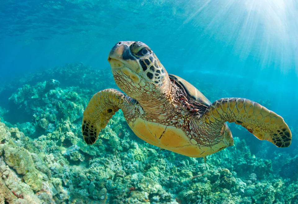 A sea turtle swims leisurely underwater, with sunlight penetrating the clear blue water and illuminating the coral reef below.