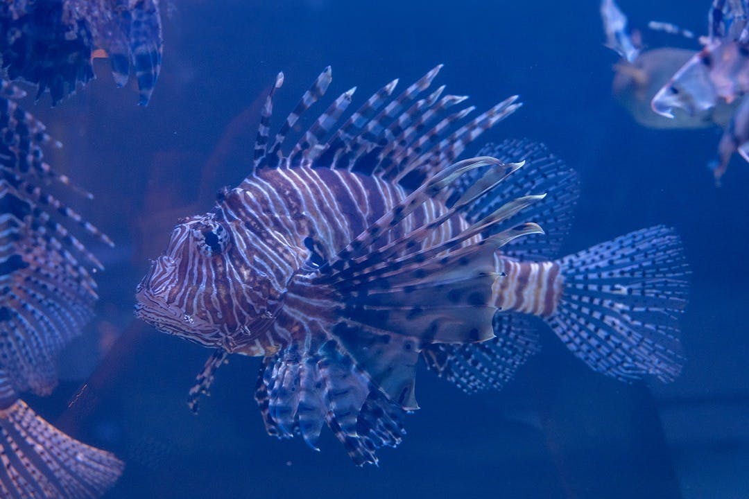 Emaar Aquarium & Underwater Zoo